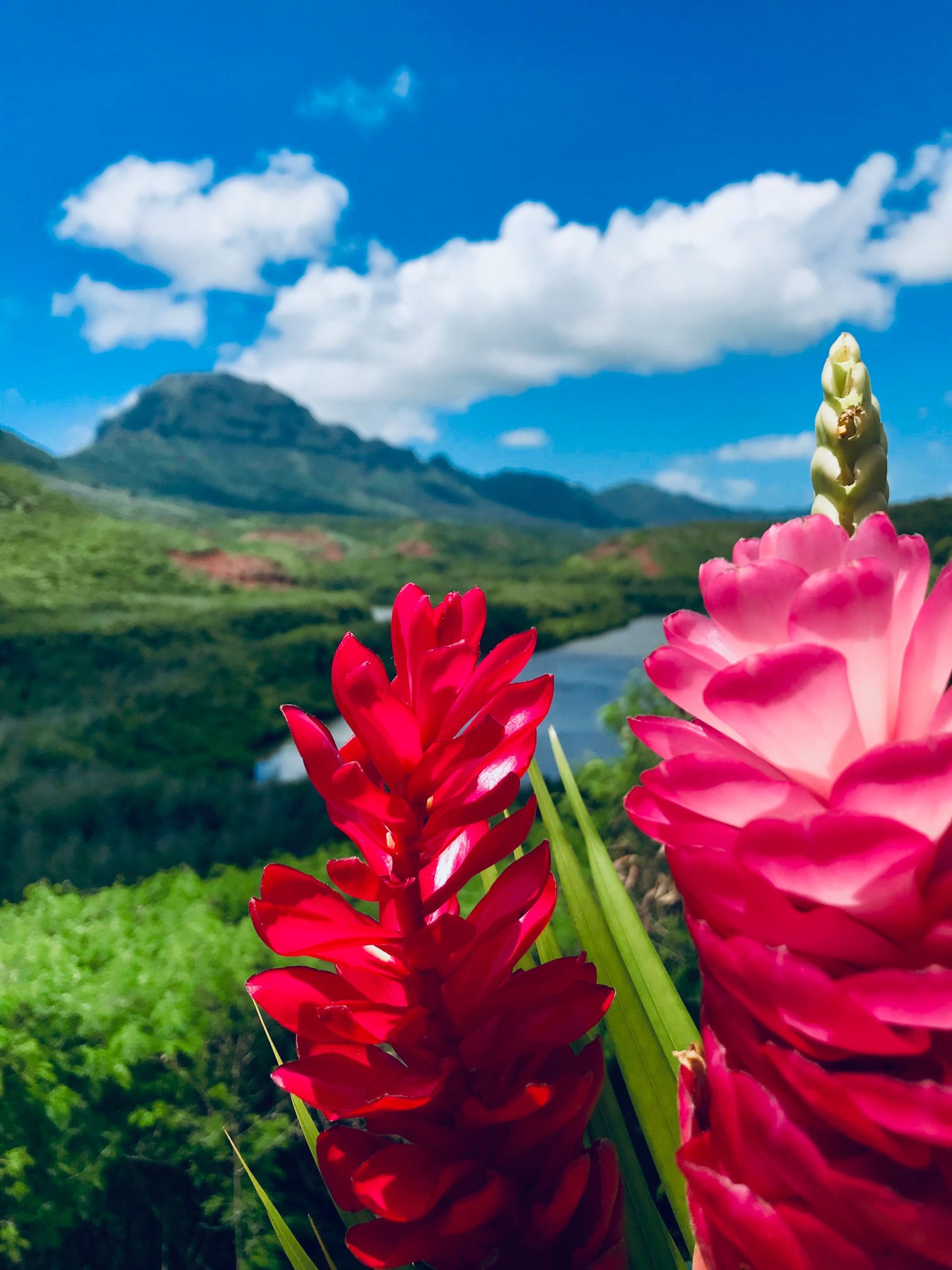 KAUAI EXPERIENCES THINGS TO DO, SEE AND EAT!! Blue Jade Real Estate