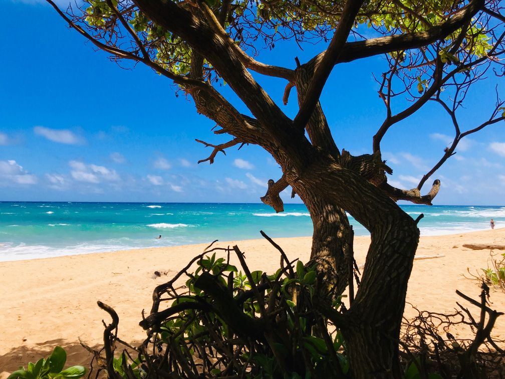KAUAI EXPERIENCES THINGS TO DO, SEE AND EAT!! Blue Jade Real Estate